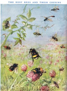 Les Abeilles occupées et leurs cousines